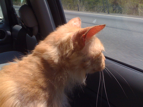 Bob in the car on the way home.jpg